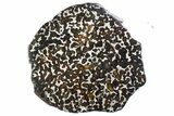 Polished Sericho Pallasite Meteorite ( g) Slice - Kenya #310392-1